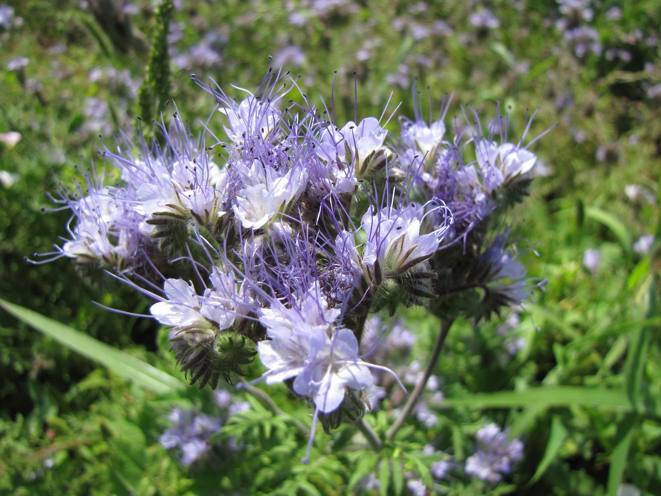 Image of Phacelia tanacetifolia specimen.