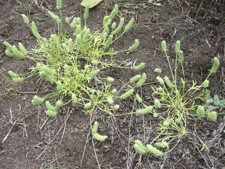 Изображение особи Ceratocephala orthoceras.