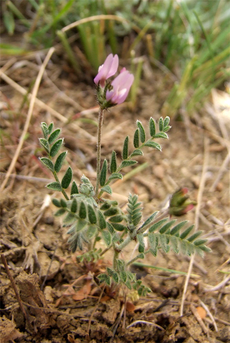 Изображение особи Astragalus asterias.