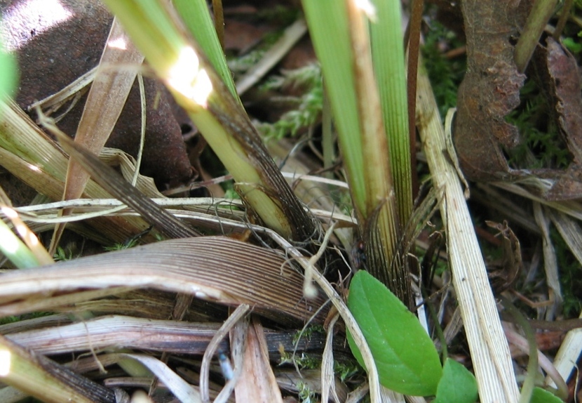 Изображение особи Carex appropinquata.