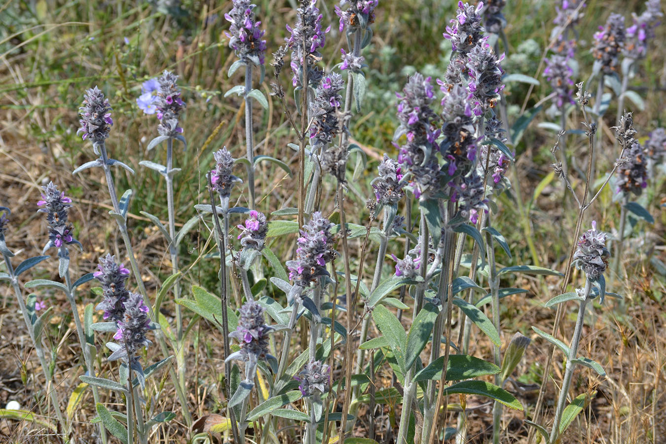 Image of Stachys velata specimen.