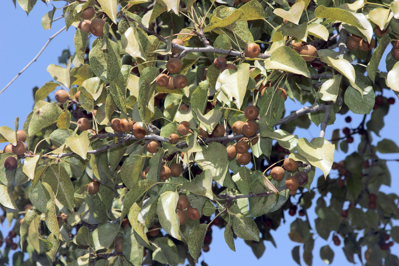 Image of Pyrus betulifolia specimen.