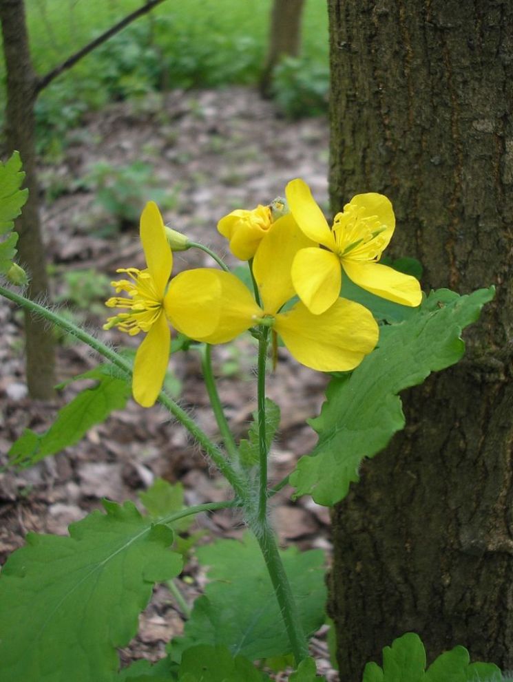 Изображение особи Chelidonium majus.