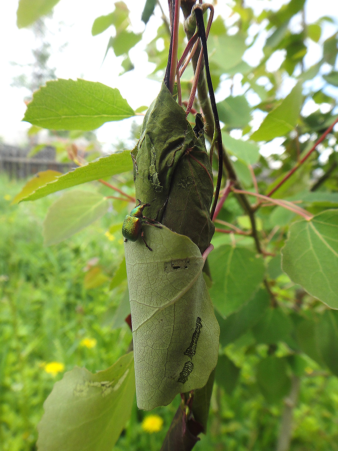 Image of Populus tremula specimen.