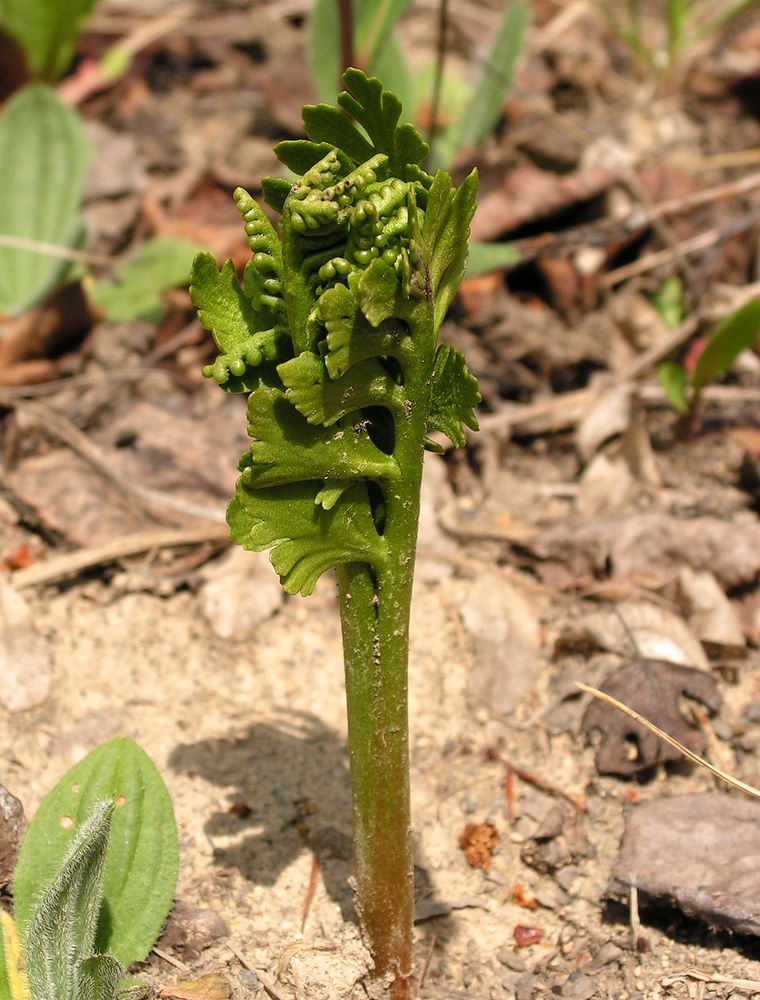 Изображение особи Botrychium lanceolatum.