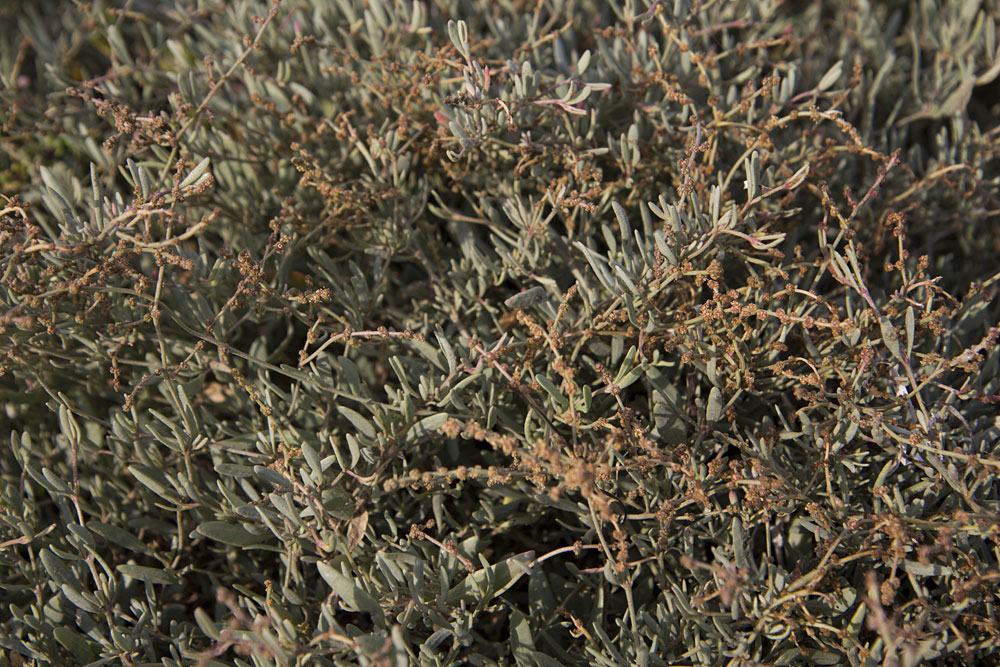 Image of Halimione portulacoides specimen.