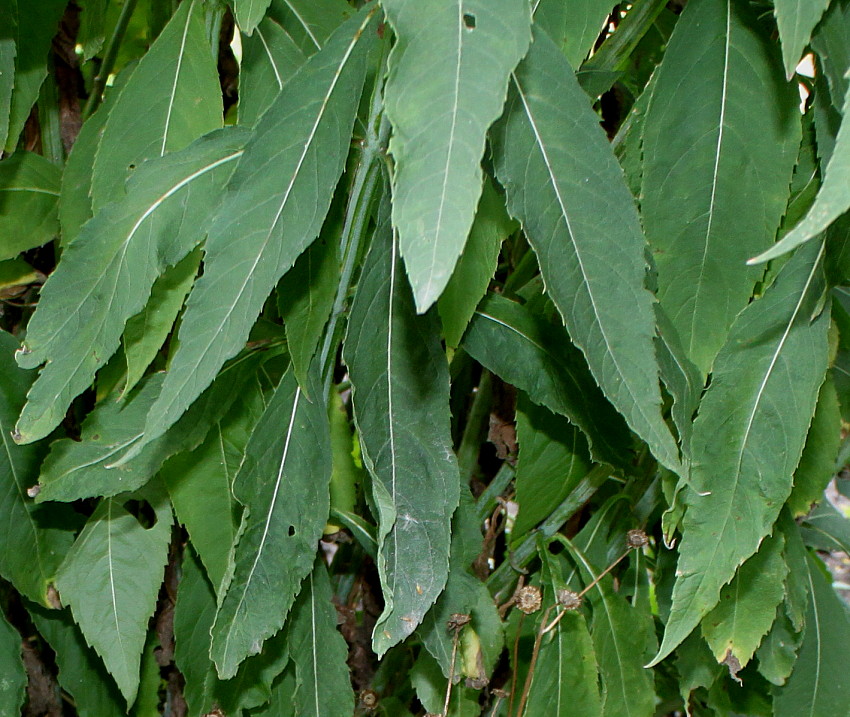 Image of Verbesina alternifolia specimen.