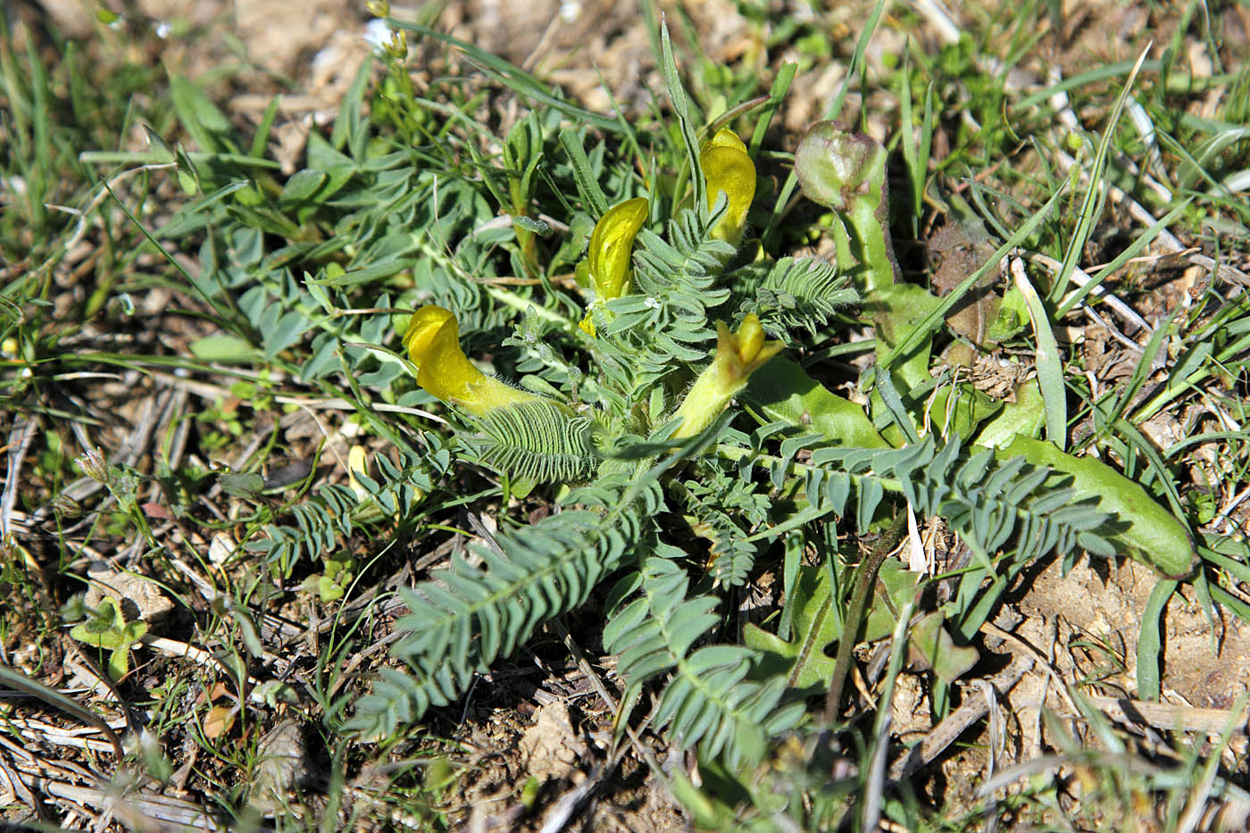 Image of Astragalus atrovinosus specimen.