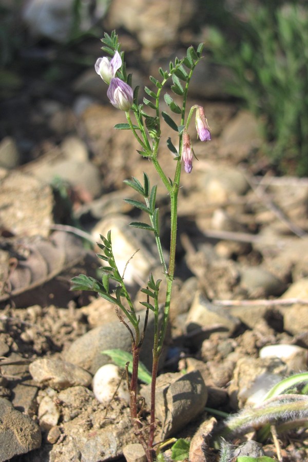 Изображение особи Vicia ervilia.