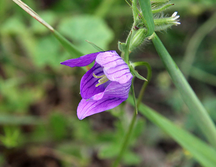 Image of genus Campanula specimen.