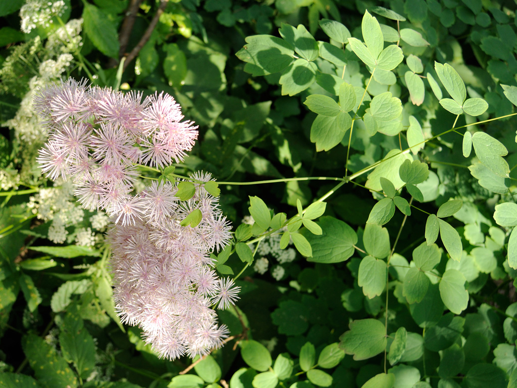 Image of Thalictrum aquilegiifolium specimen.