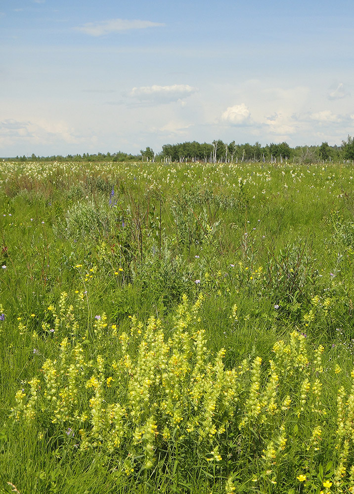 Изображение особи Rhinanthus serotinus.