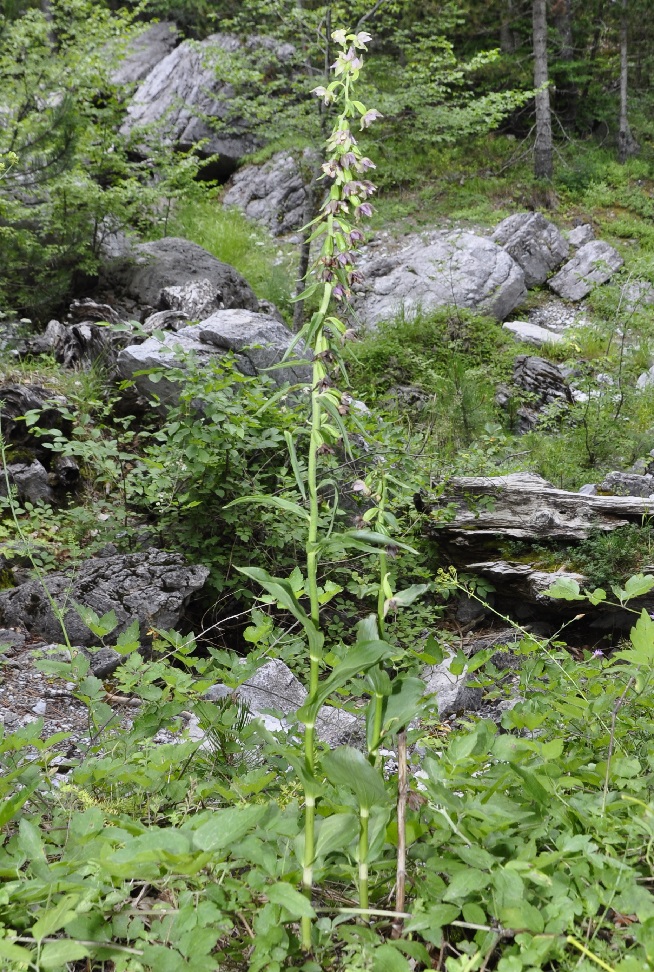 Image of Epipactis helleborine ssp. degenii specimen.