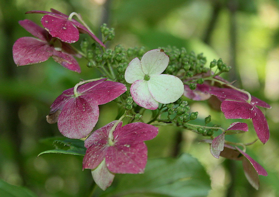 Image of Hydrangea heteromalla specimen.