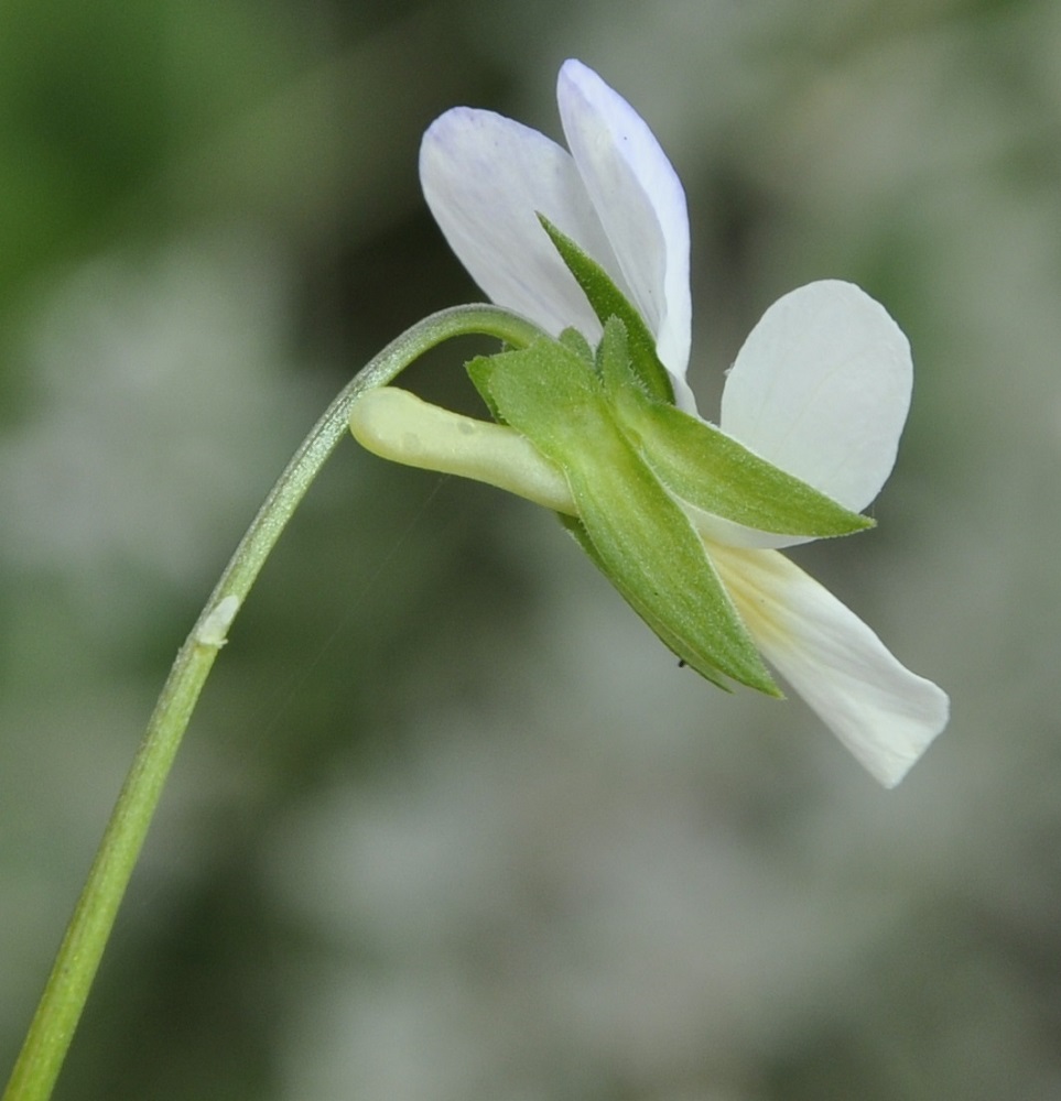 Image of Viola tricolor specimen.