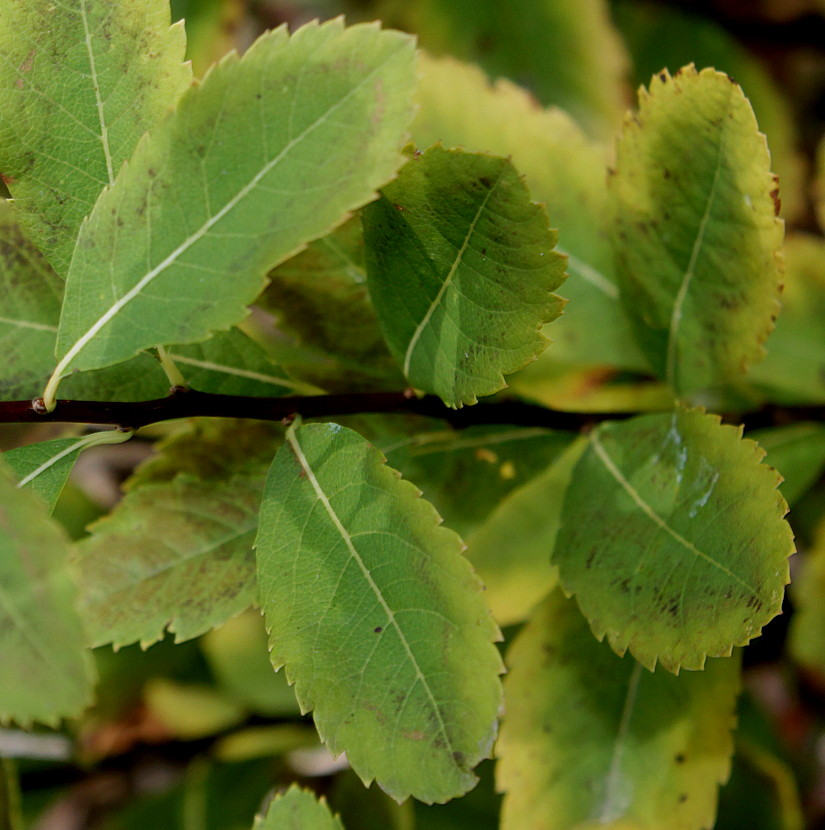 Image of Spiraea latifolia specimen.