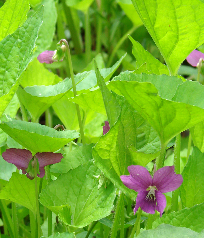 Image of Viola sororia specimen.