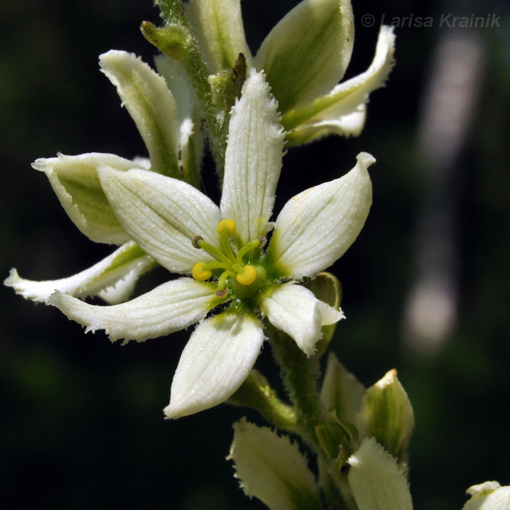 Image of Veratrum dahuricum specimen.