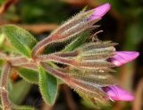 Смотреть изображение Phlox amoena