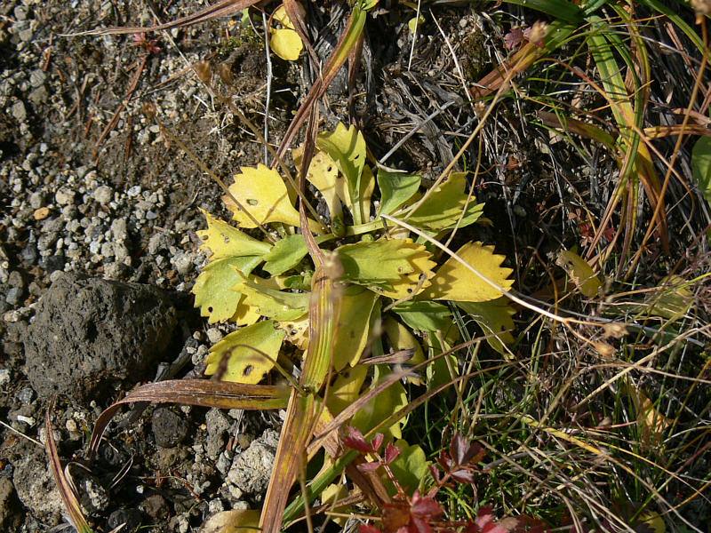 Image of Primula cuneifolia specimen.