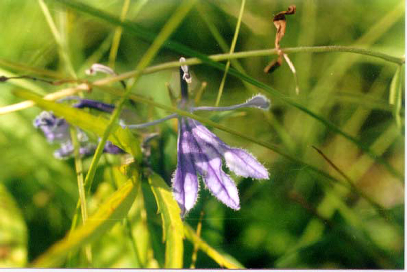 Image of Lobelia sessilifolia specimen.