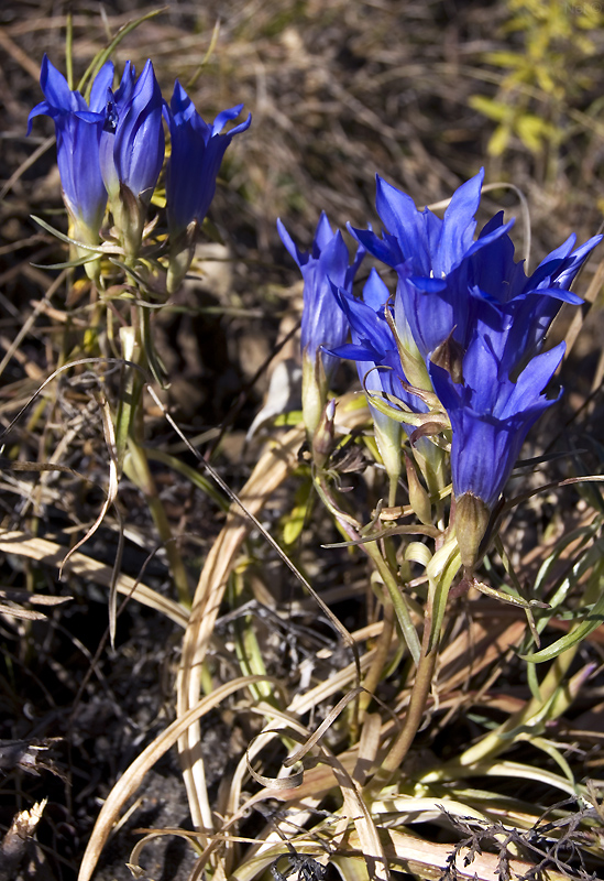 Изображение особи Gentiana decumbens.