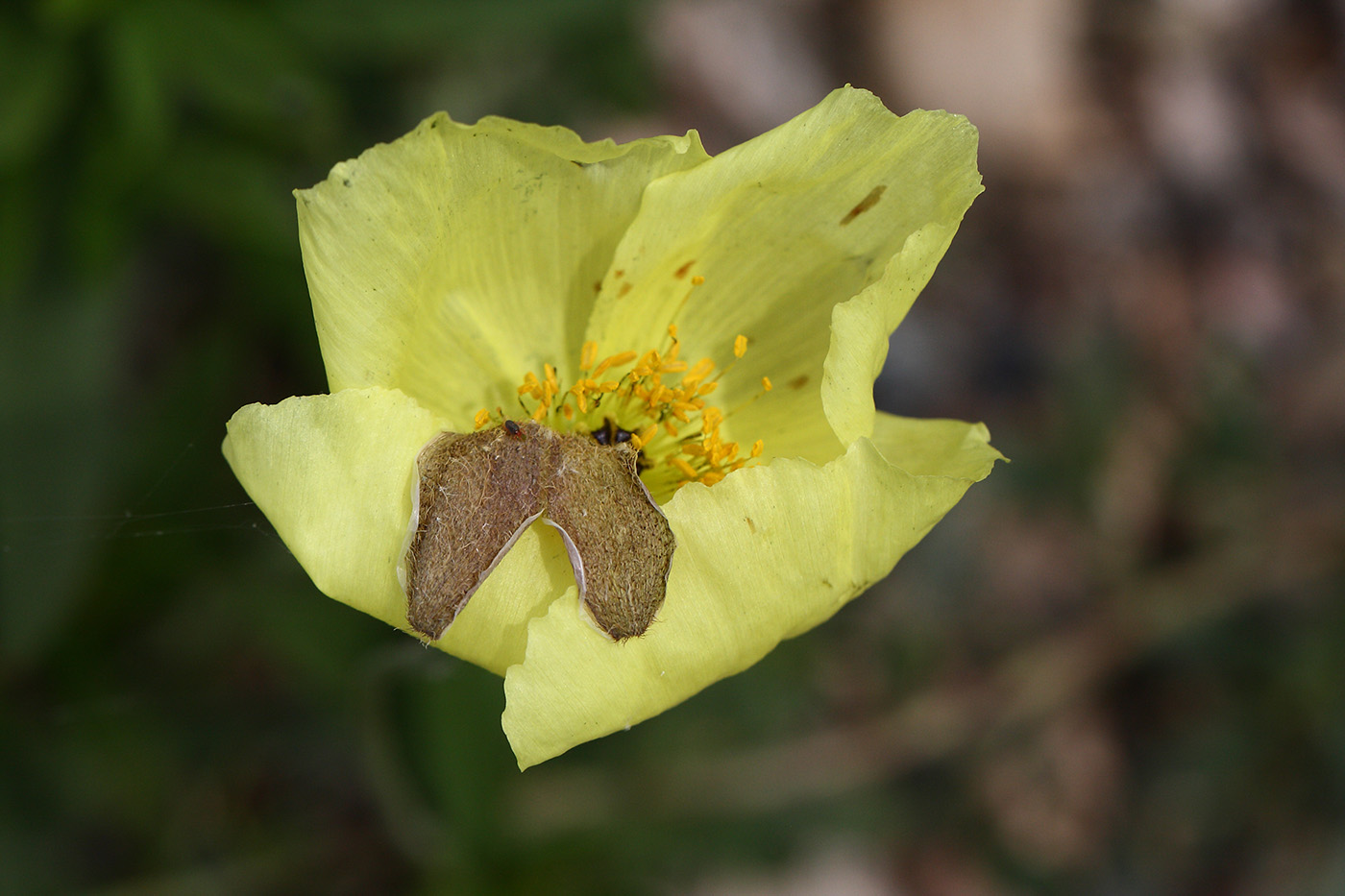 Изображение особи род Papaver.