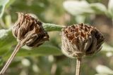 Phlomis fruticosa. Высохшие соплодия. Черногория, г. Старый Бар, развалины старого города. 12.10.2014.