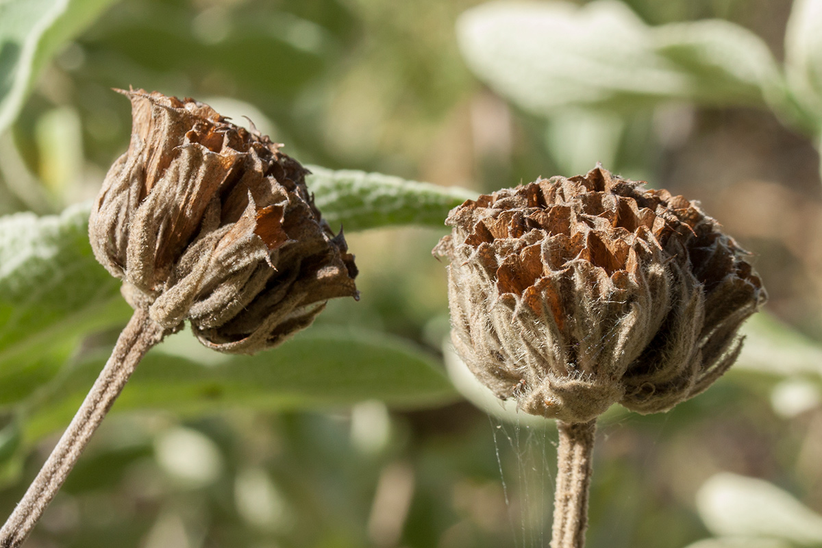 Изображение особи Phlomis fruticosa.