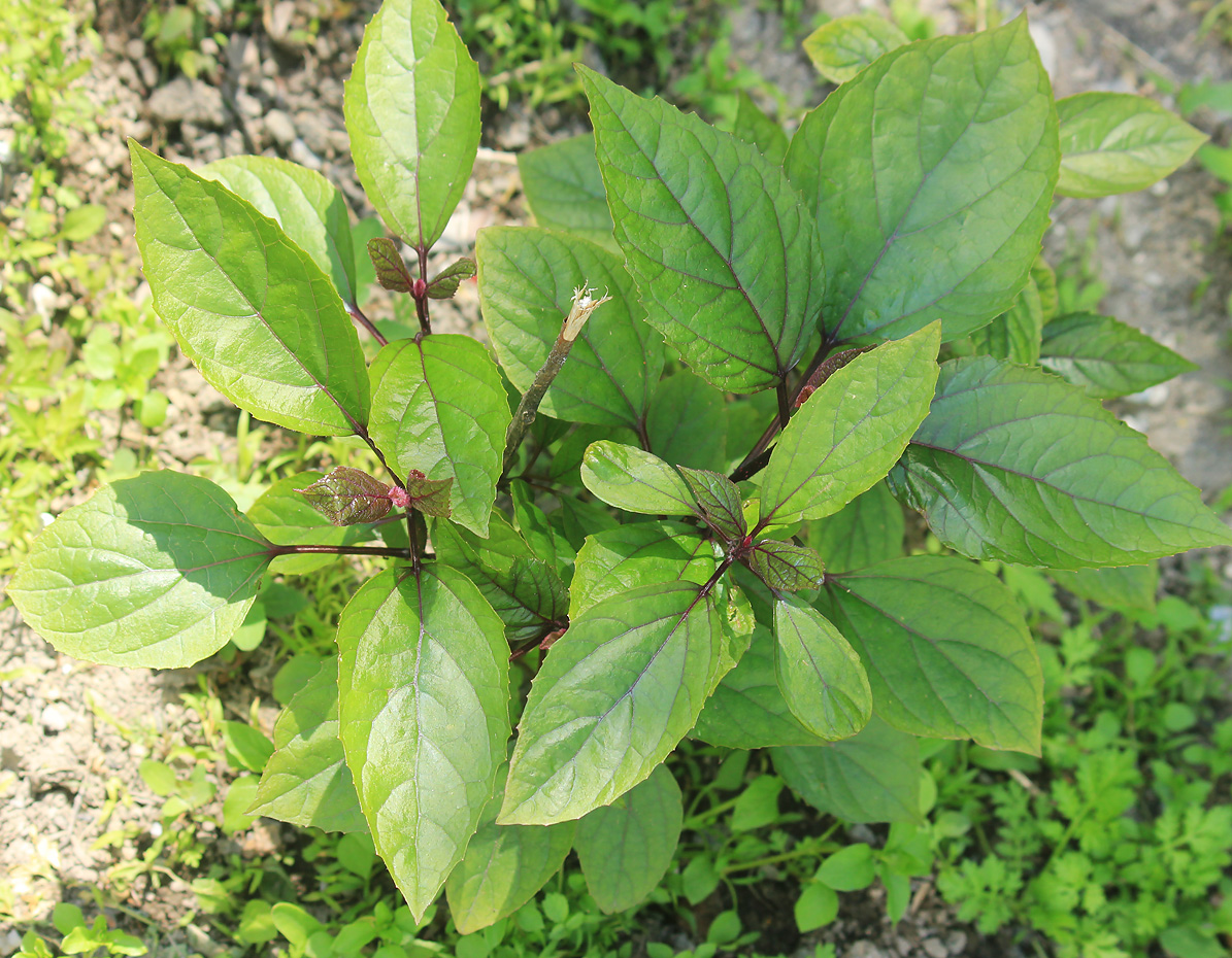 Image of Clerodendrum bungei specimen.