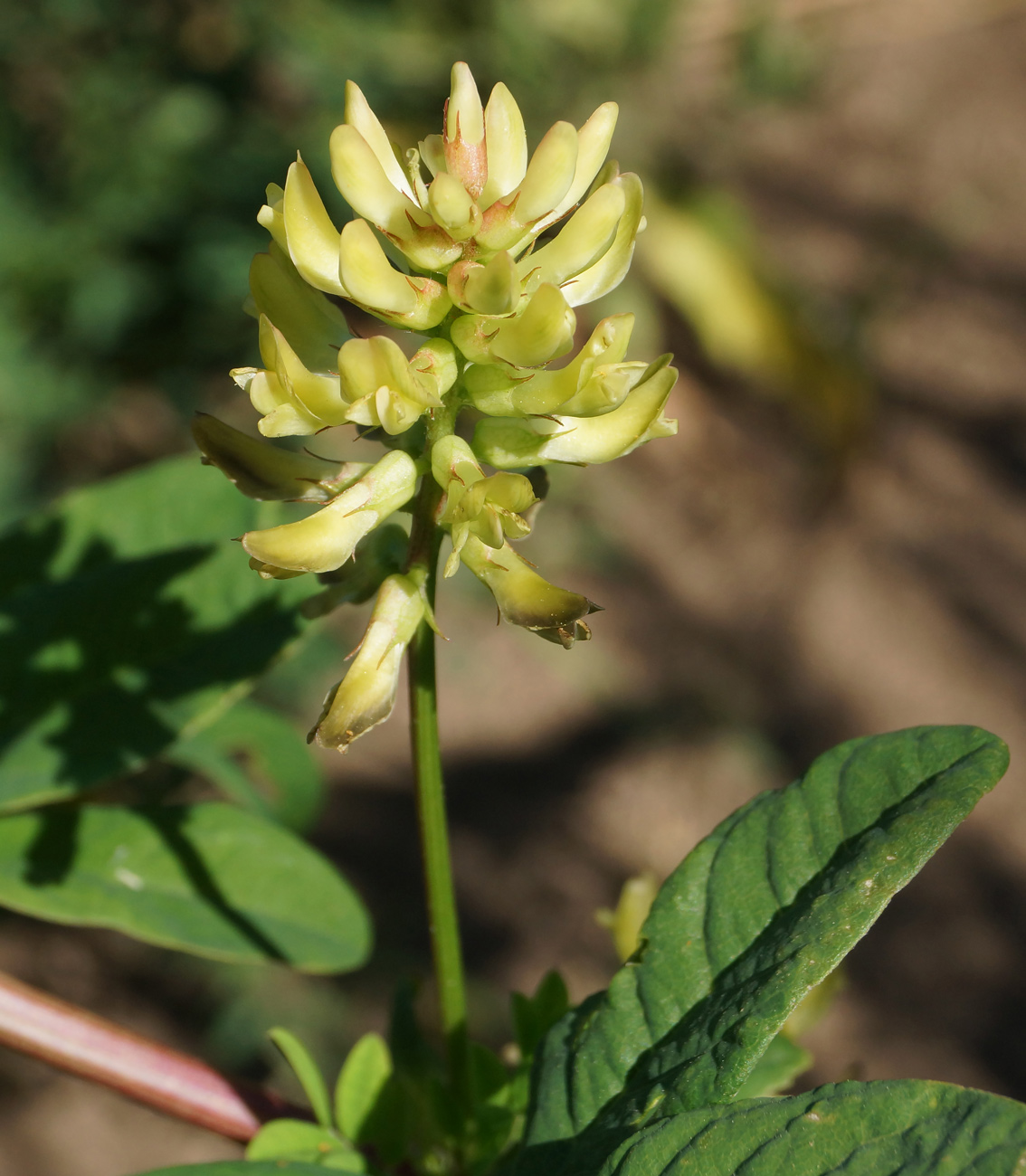 Изображение особи Astragalus glycyphyllos.