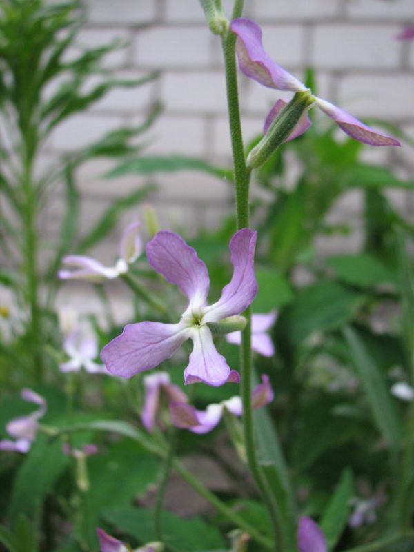 Изображение особи Matthiola bicornis.