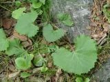 Petasites rubellus