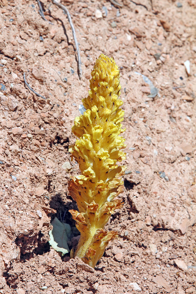 Image of Orobanche sordida specimen.