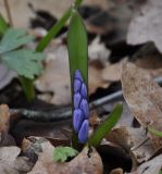 Scilla bifolia