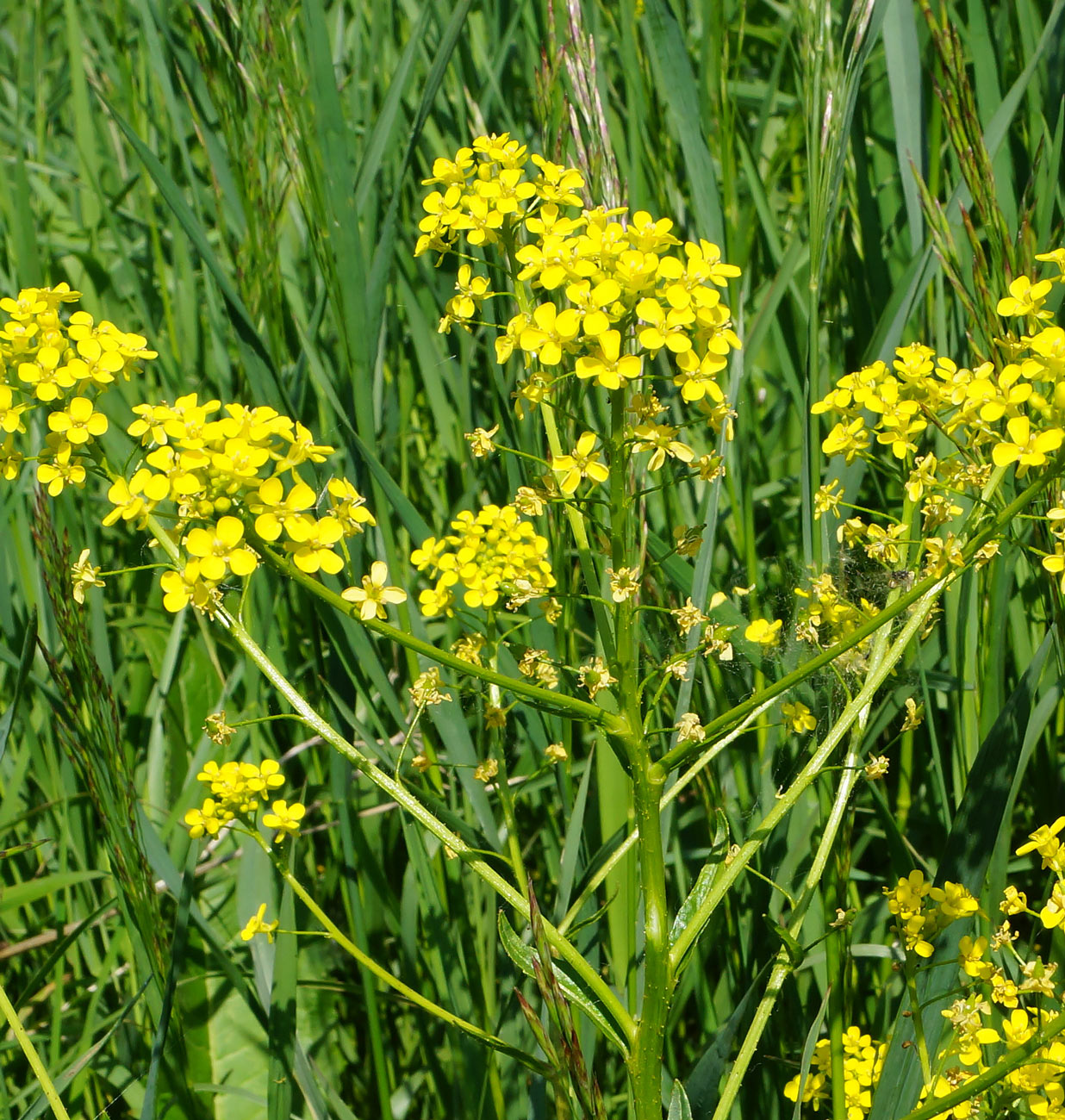 Image of Bunias orientalis specimen.