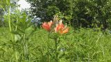 Lilium pensylvanicum