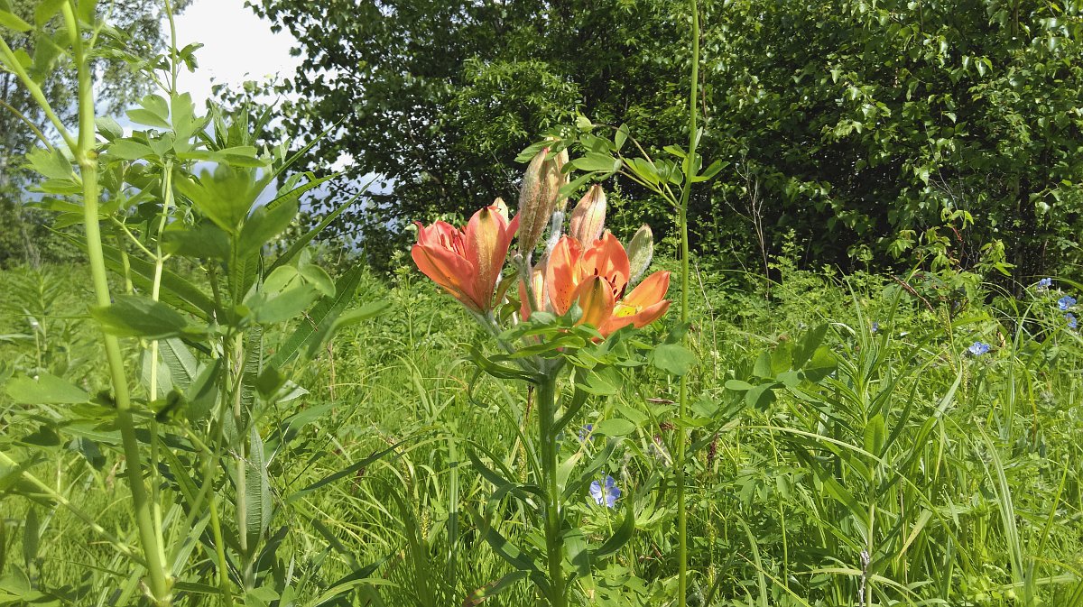 Image of Lilium pensylvanicum specimen.