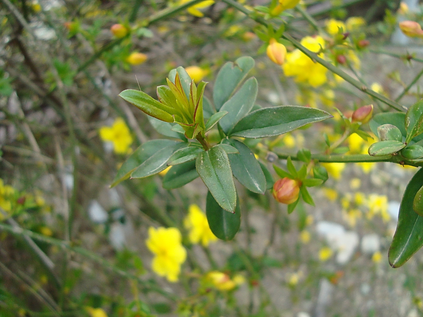 Image of Jasminum mesnyi specimen.