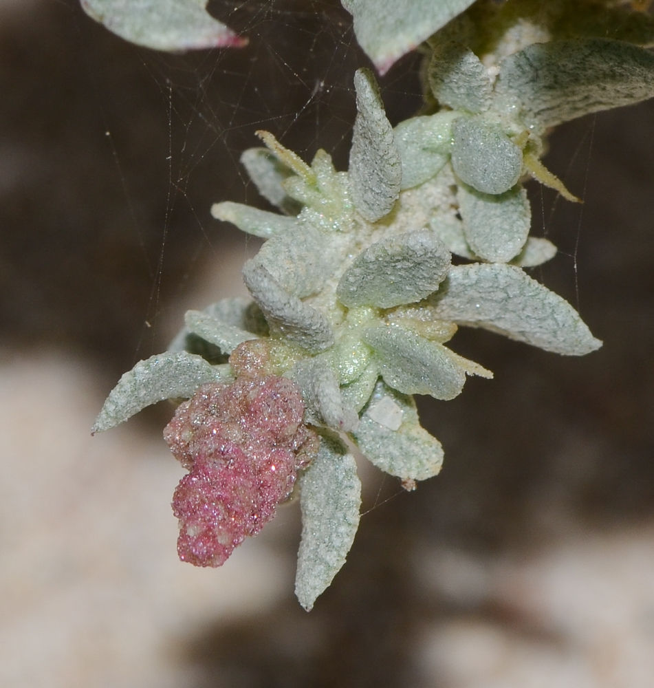 Изображение особи Atriplex glauca.