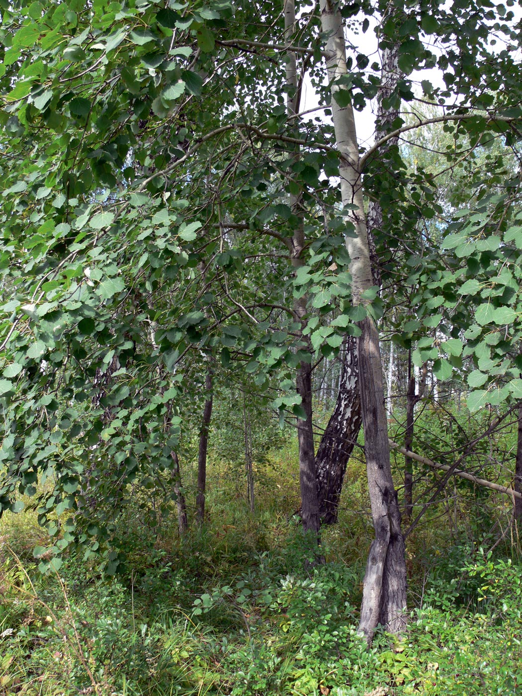 Image of Populus tremula specimen.