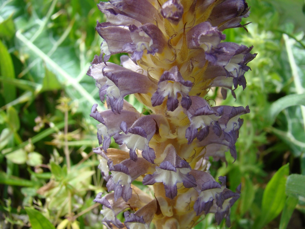 Image of Orobanche hansii specimen.