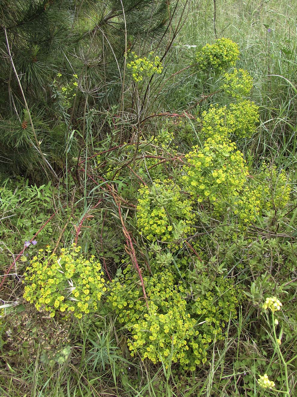 Изображение особи род Euphorbia.