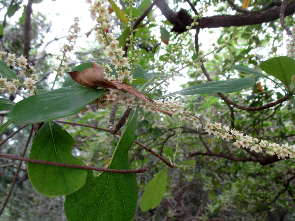 Изображение особи Terminalia muelleri.