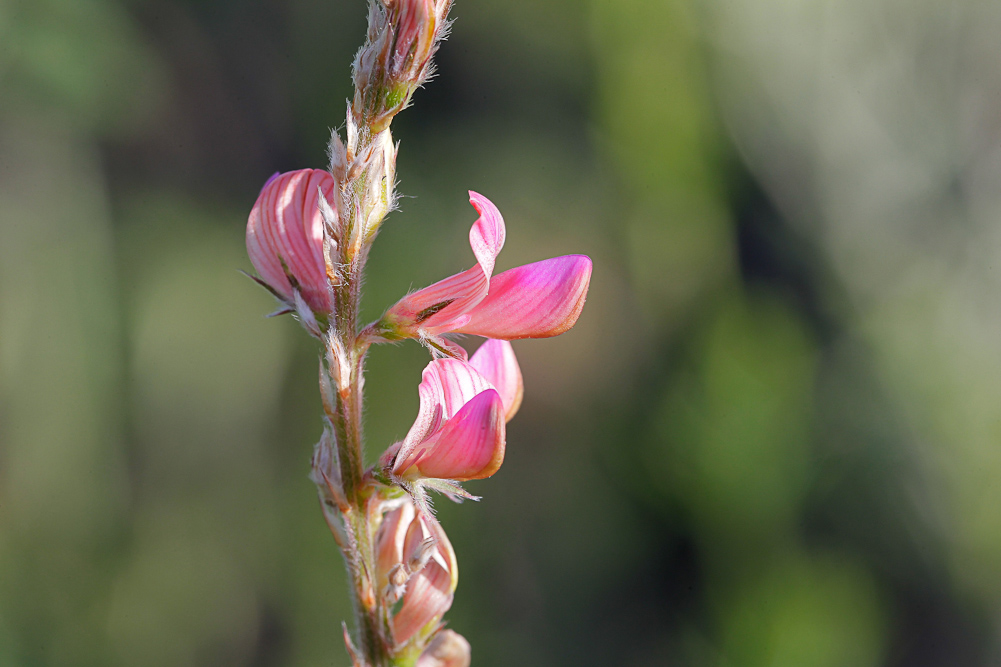 Image of Onobrychis viciifolia specimen.