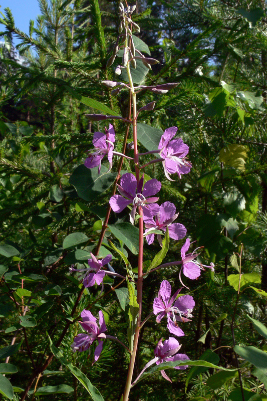 Image of Chamaenerion angustifolium specimen.