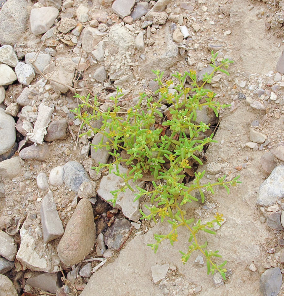 Image of Tetraena simplex specimen.