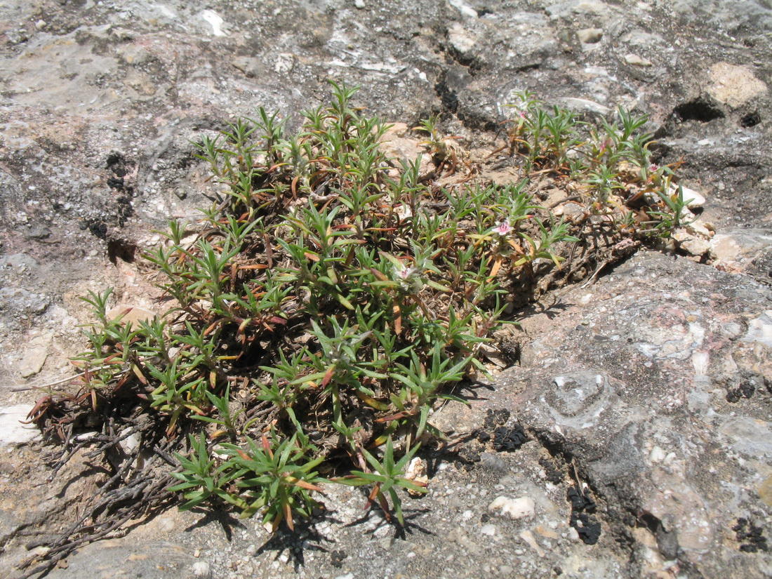 Image of Polygonum paronychioides specimen.