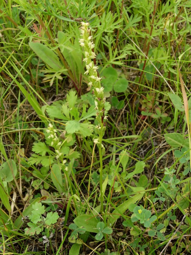 Изображение особи Herminium monorchis.