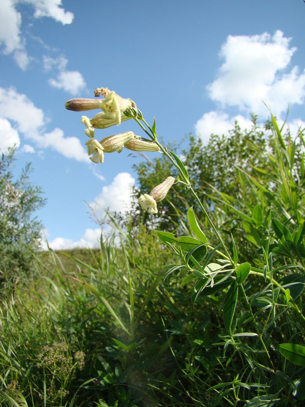 Image of Silene amoena specimen.